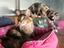 Immagine 3