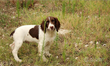 Springer Spaniel genealogia da caccia