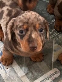 Bassotta arlecchino cucciola