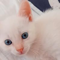 Gatto incrocio persiano