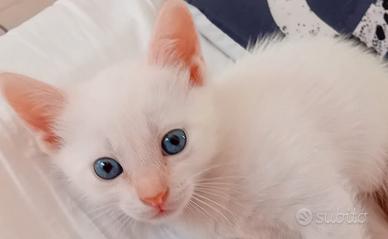 Gatto incrocio persiano