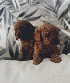 Barboncino Red Brown