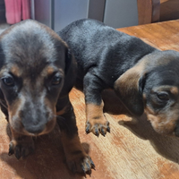 Bassotto tedesco cuccioli