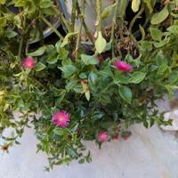 Pianta grassa Aptenia cordifolia 