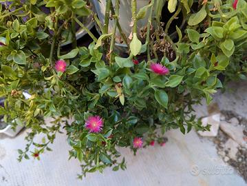 Pianta grassa Aptenia cordifolia 