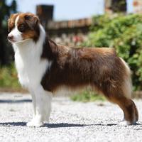 Australian Shepherd red tricolor nbt