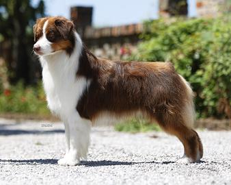Australian Shepherd red tricolor nbt