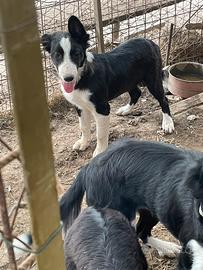 Border Collie