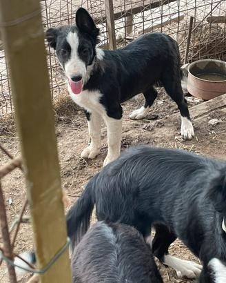 Border Collie