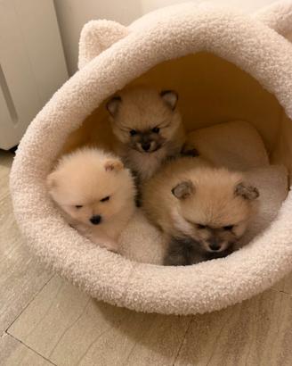 POMERANIA SPITZ -VOLPINO NANO