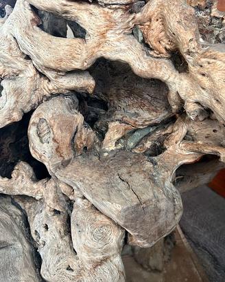 Radice decorativa
