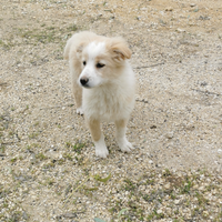 Piccola cucciola Venere in adozione