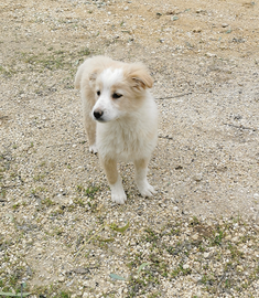 Piccola cucciola Venere in adozione
