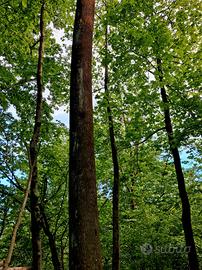 grosse piante di frassino in piedi vicino strada