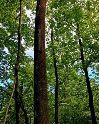 grosse piante di frassino in piedi vicino strada