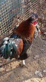 Gallo