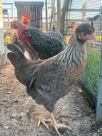 Galline ornamentali Ancona Amrock Legbar