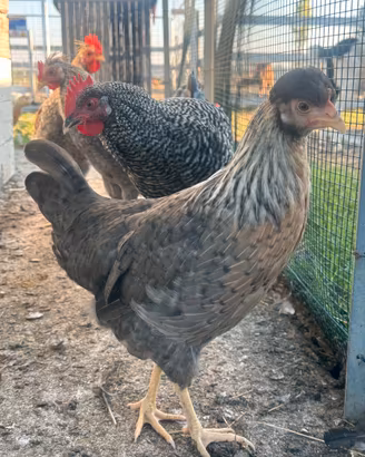 Galline ornamentali Ancona Amrock Legbar