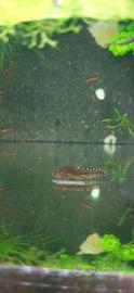 Coppia di Sewellia Lineolata