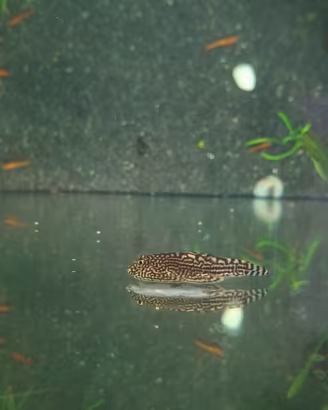 Coppia di Sewellia Lineolata
