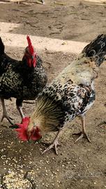 Galletto ibrido Livornese