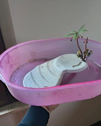 vaschetta tartarughe