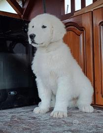 Pastore maremmano abruzzese