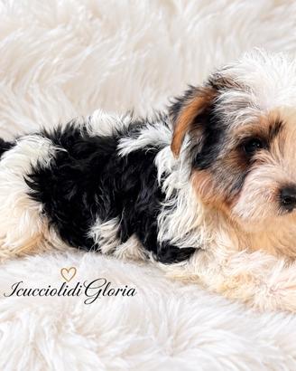 MERAVIGLIOSO Yorkshire terrier biewer MINI
