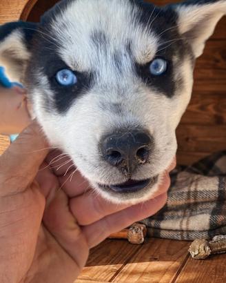 Cuccioli di Siberian Husky