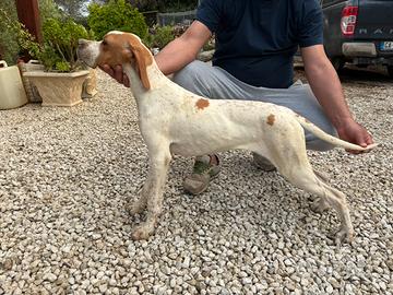 Cucciola di pointer inglese
