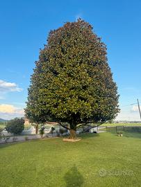 Magnolia Grandiflora 🌳adulta
