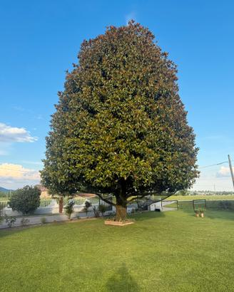 Magnolia Grandiflora 🌳adulta