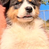 Cucciolo pastore australiano