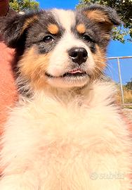 Cucciolo pastore australiano
