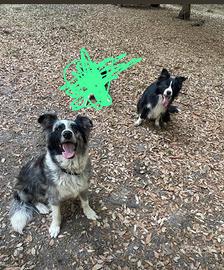cuccioli di border collie tricolore 