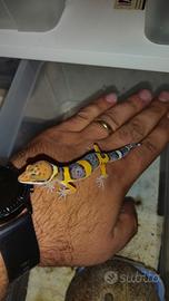 Gechi leopardini
