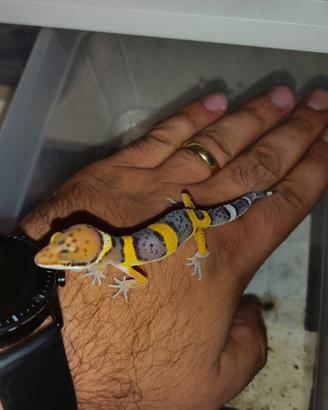 Gechi leopardini