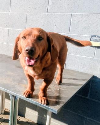 Cane cucciolo