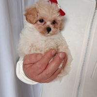 Maltipoo mini taglia piccolissima
