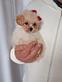 Maltipoo mini taglia piccolissima