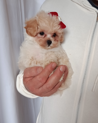 Maltipoo mini taglia piccolissima