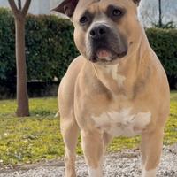 Amstaff champagne, disponibile per monta