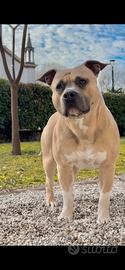 Amstaff champagne, disponibile per monta