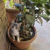 Gattini teneri da adottare