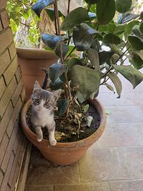 Gattini teneri da adottare