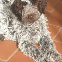 Lagotto Romagnolo