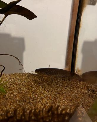 Siluro pesce