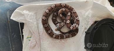 serpente del grano anery