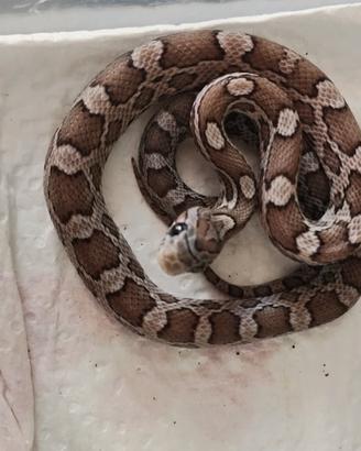 serpente del grano anery
