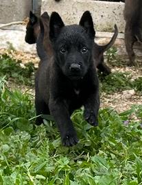 Pastore belga malinois
